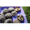 Bulk Organic Magic Whole Smooth Dried Shiitake Mushroom